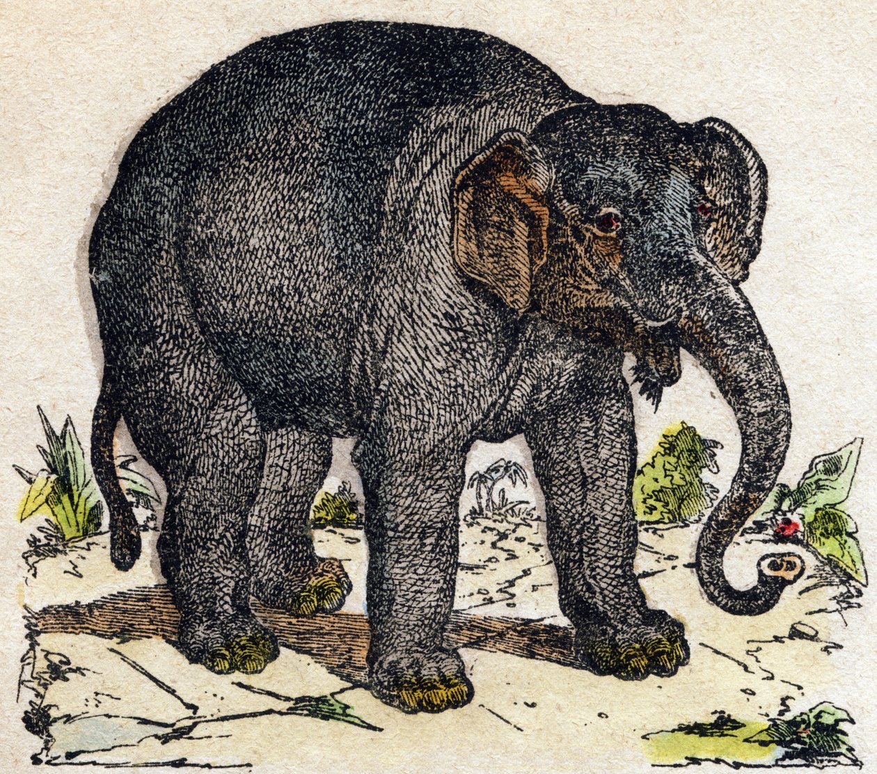 ぞうさん。Alphabet des animaux sauvages "に掲載されている彫刻。9th Serie.エピナルのイメージ、ペラン、印刷・出版業者、1870年頃。木にステンシルで描かれた版画。16ページ。20×15cm。個人蔵 作： フランス語学校