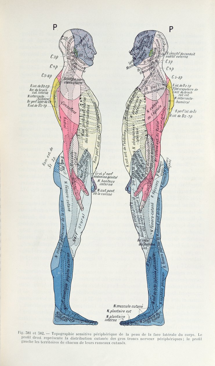 図。 381＆382神経系、J。デジェリーヌ作「Semiologie des Affections du System Nerveux」（1914年） 作： フランス語学校