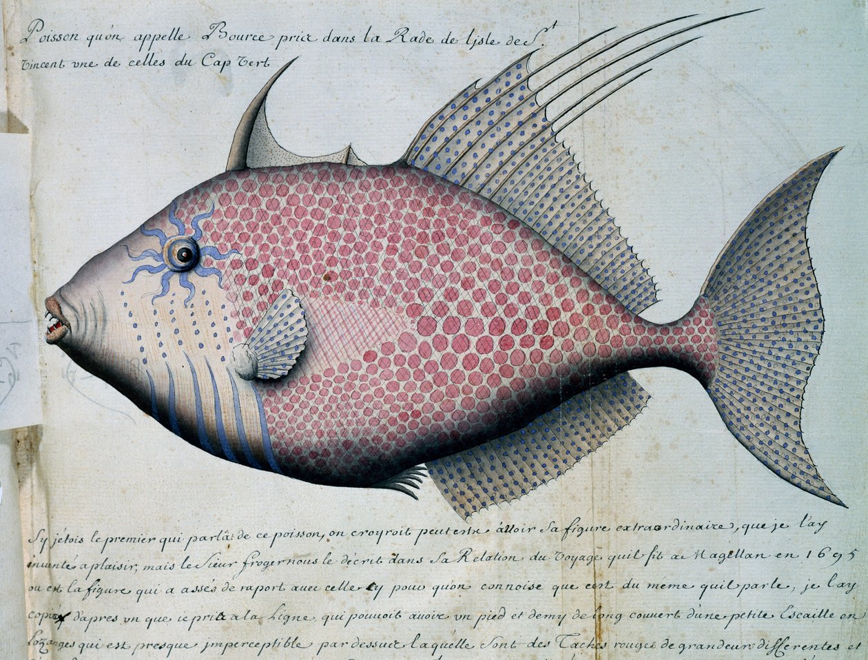 カーボベルデ、サンビセンテ島、ボースと呼ばれる魚、フランスのCompagnie royale de la Mer du Sudの船長Jacques Gouin de Beauchesne（1652-1730）が1698年から1701年にかけて作成した航海日誌の水彩画。 作： フランス語学校