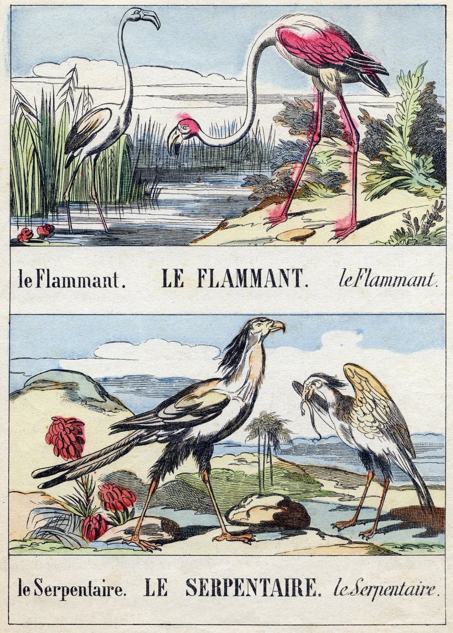 フラメントと蛇。Buffon Alphabet des Oiseaux n 2 "に掲載されている彫刻。3rd Serie N 2.エピナルの画像化、エピナル、19世紀後半。16ページ。ディム：28x21cm 作： フランス語学校