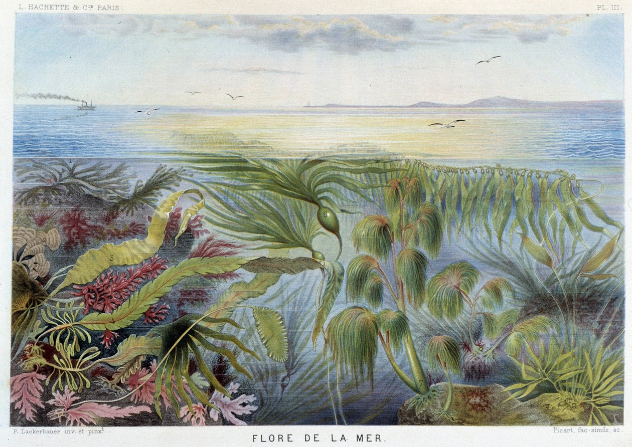 海の植物相 - アルフレッド・フレドール編 "Le Monde de la Mer" パリ、アシェット社。 作： フランス語学校