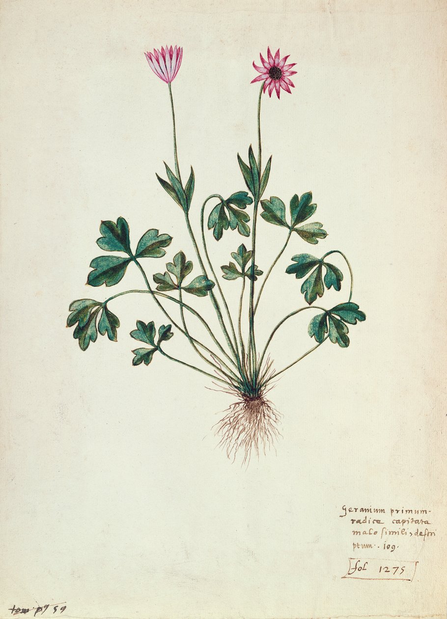 Fol.1275ゼラニウム（紙にトイレ） 作： フランス語学校