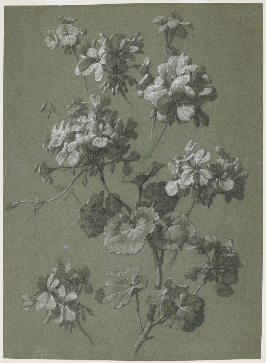 ゼラニウム（Pelargonium sp。）、c.1800（木炭と白いチョーク、緑の織り） 作： フランス語学校