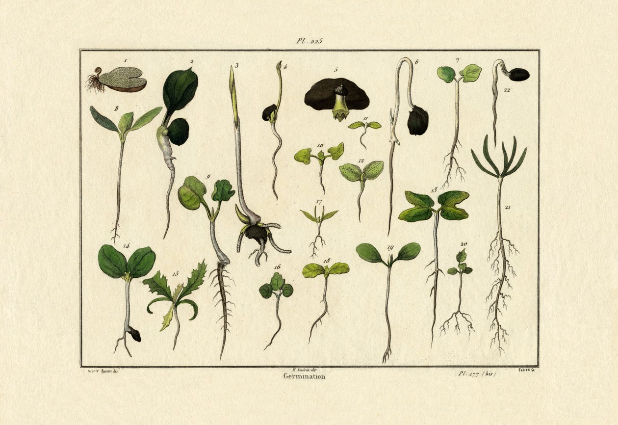 発芽、1833-39 作： フランス語学校