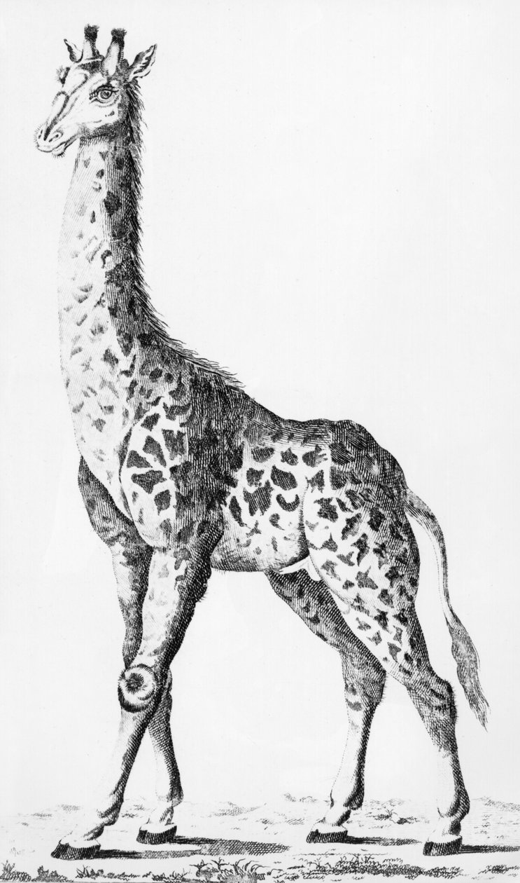 キリンは、アフリカを旅行するときにレベイラント氏が持ち帰ったキリンです。ルコンテダルトワ、1789年12月 作： フランス語学校