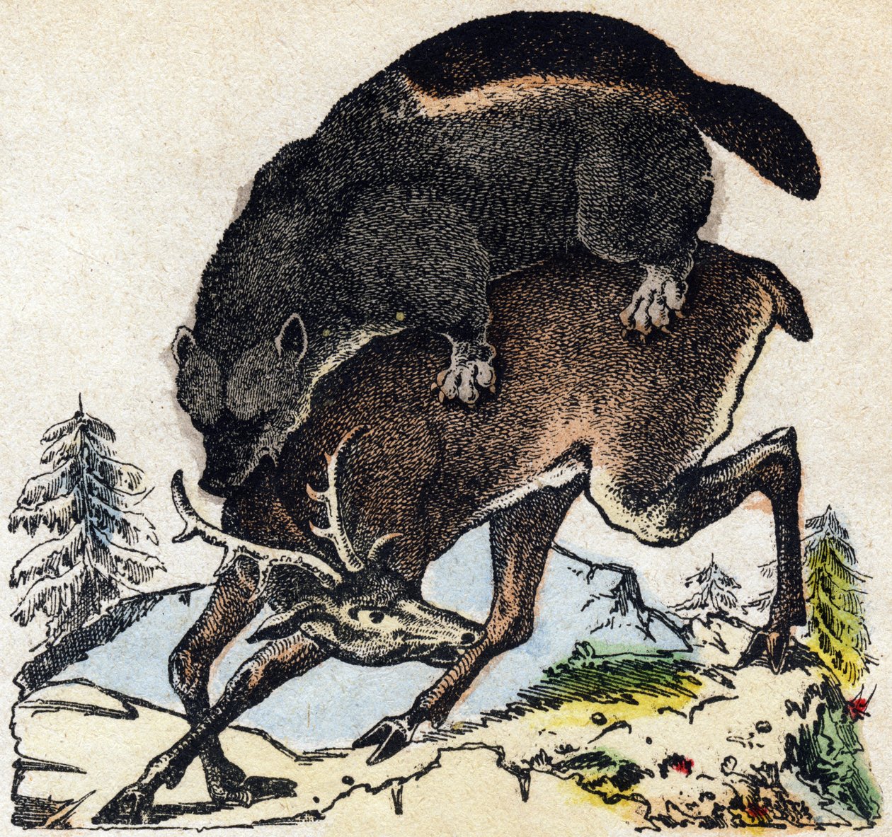 大食漢。Alphabet des animaux sauvages "に掲載されている版画。9th Serie.エピナルのイメージ、ペラン、印刷・出版業者、1870年頃。木にステンシルで描かれた版画。16ページ。16ページ。厚さ20×15cm。個人蔵 作： フランス語学校