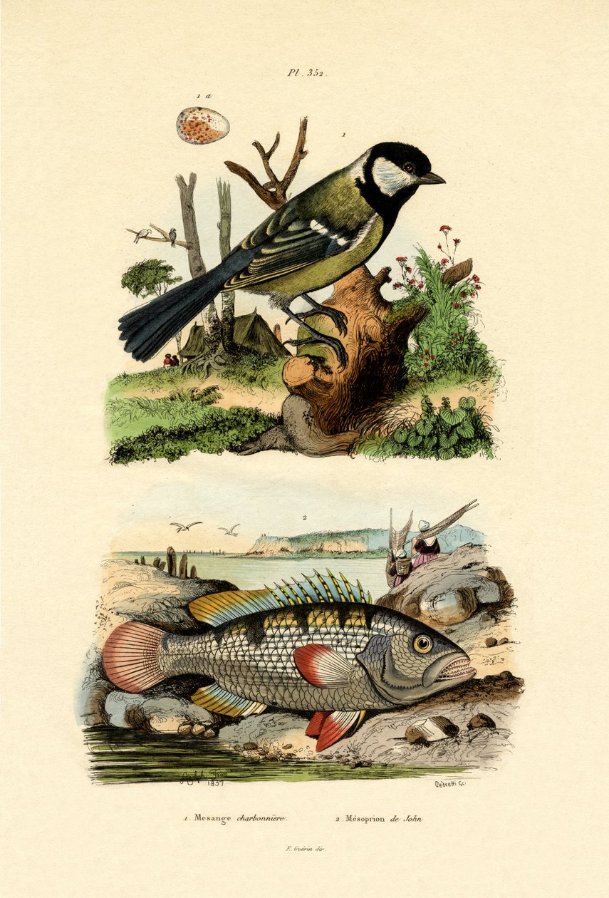 シジュウカラ、1833-39 作： フランス語学校