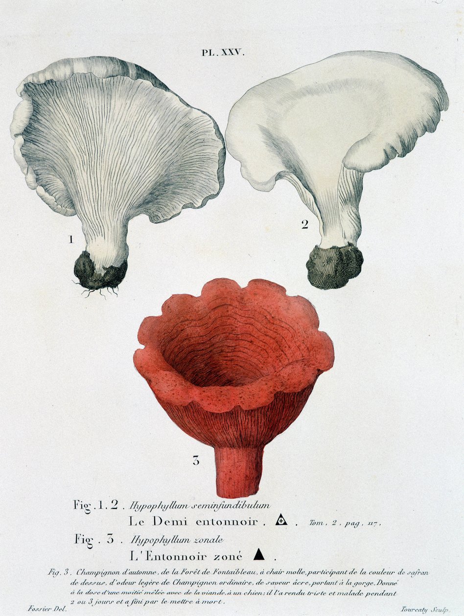 Jean Jacques Paulet "Traité des champignons "のハーフファンネルとファンネルのゾンデ 18世紀後半 作： フランス語学校