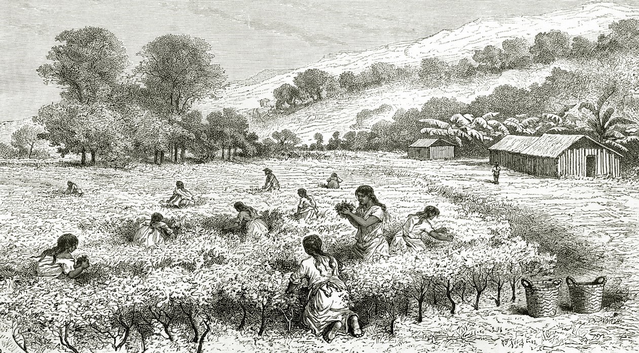コカの収穫、ペルー、ルトゥールデュモンド誌のイラスト、1877年 作： フランス語学校