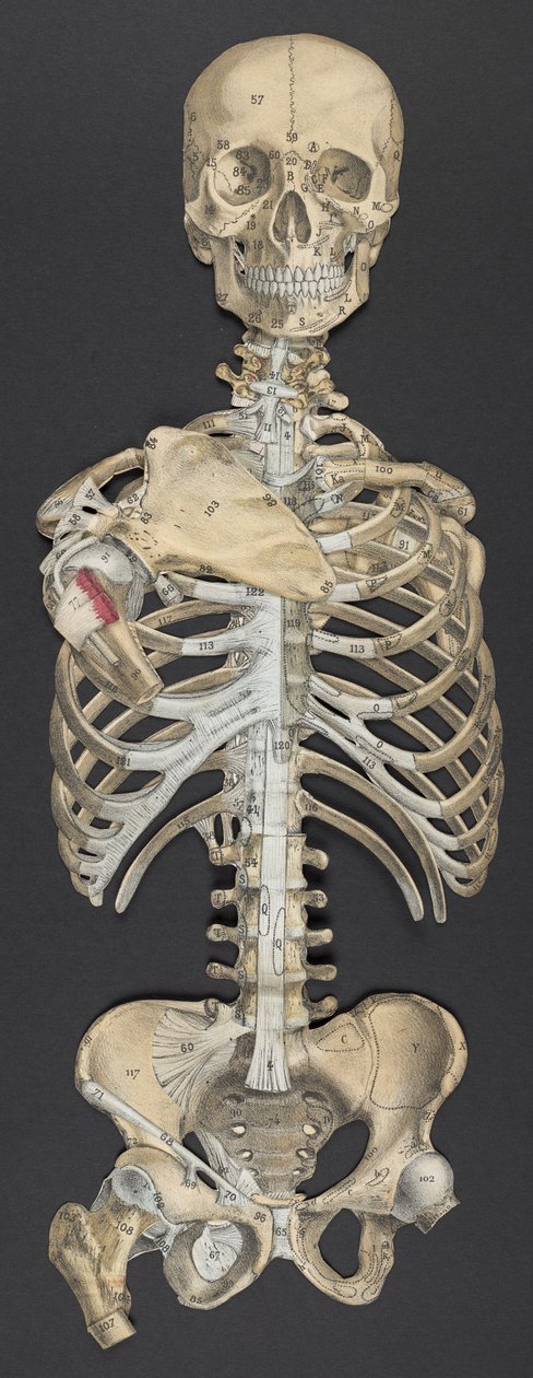 G-J Witkowskiによる「人体の骨と靭帯を示す可動アトラス」の頭と胴体（カラーリソ） 作： フランス語学校