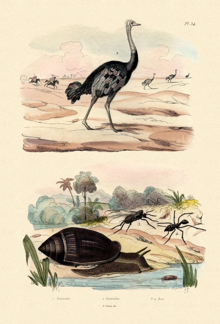 ヘラルドカタツムリ、1833-39 作： フランス語学校