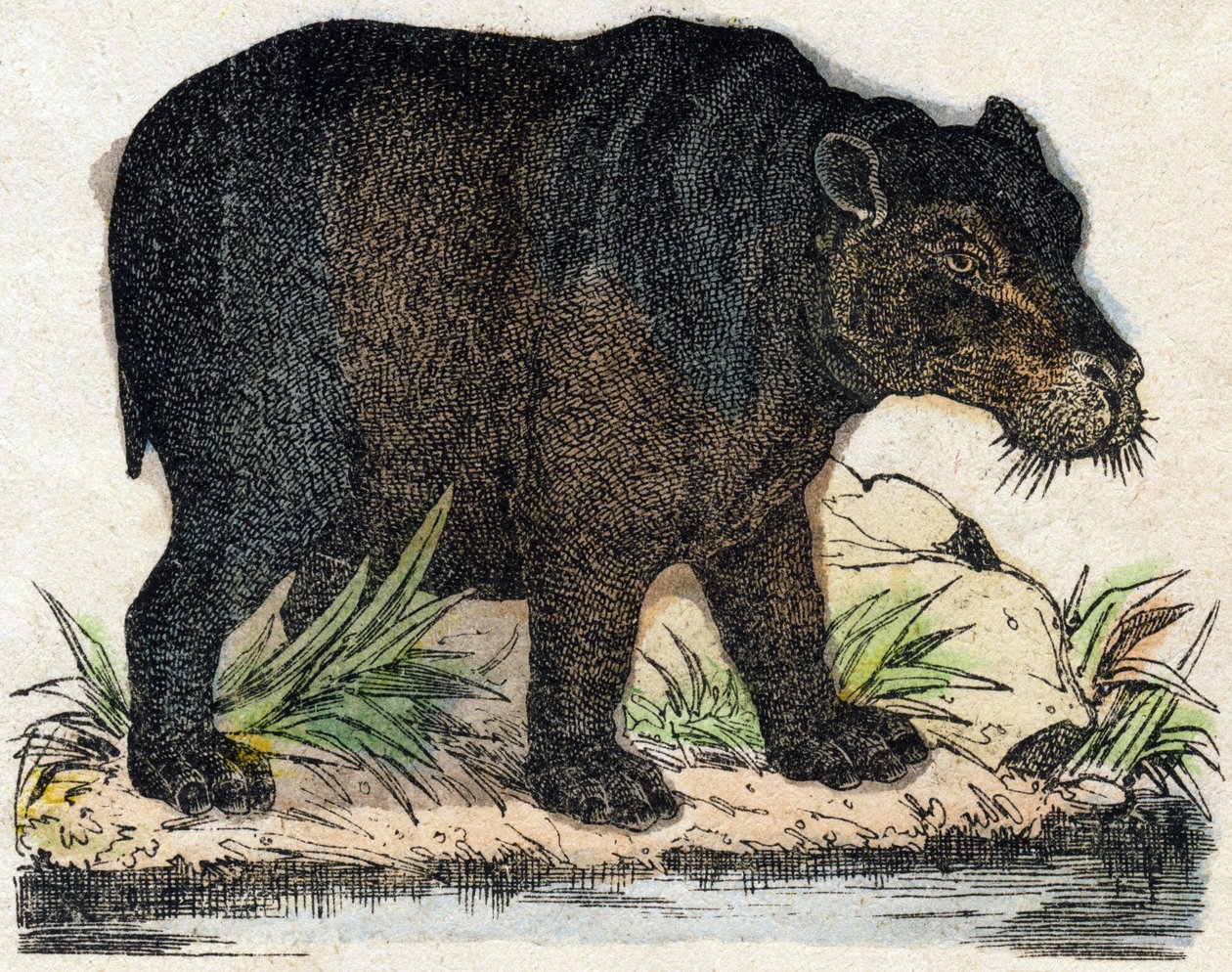 カバ。Alphabet des animaux sauvages "に掲載されている版画。9th Serie.エピナルのイメージ、ペラン、印刷・出版業者、1870年頃。木にステンシルで描かれた版画。16ページ。20×15cm。個人蔵 作： フランス語学校