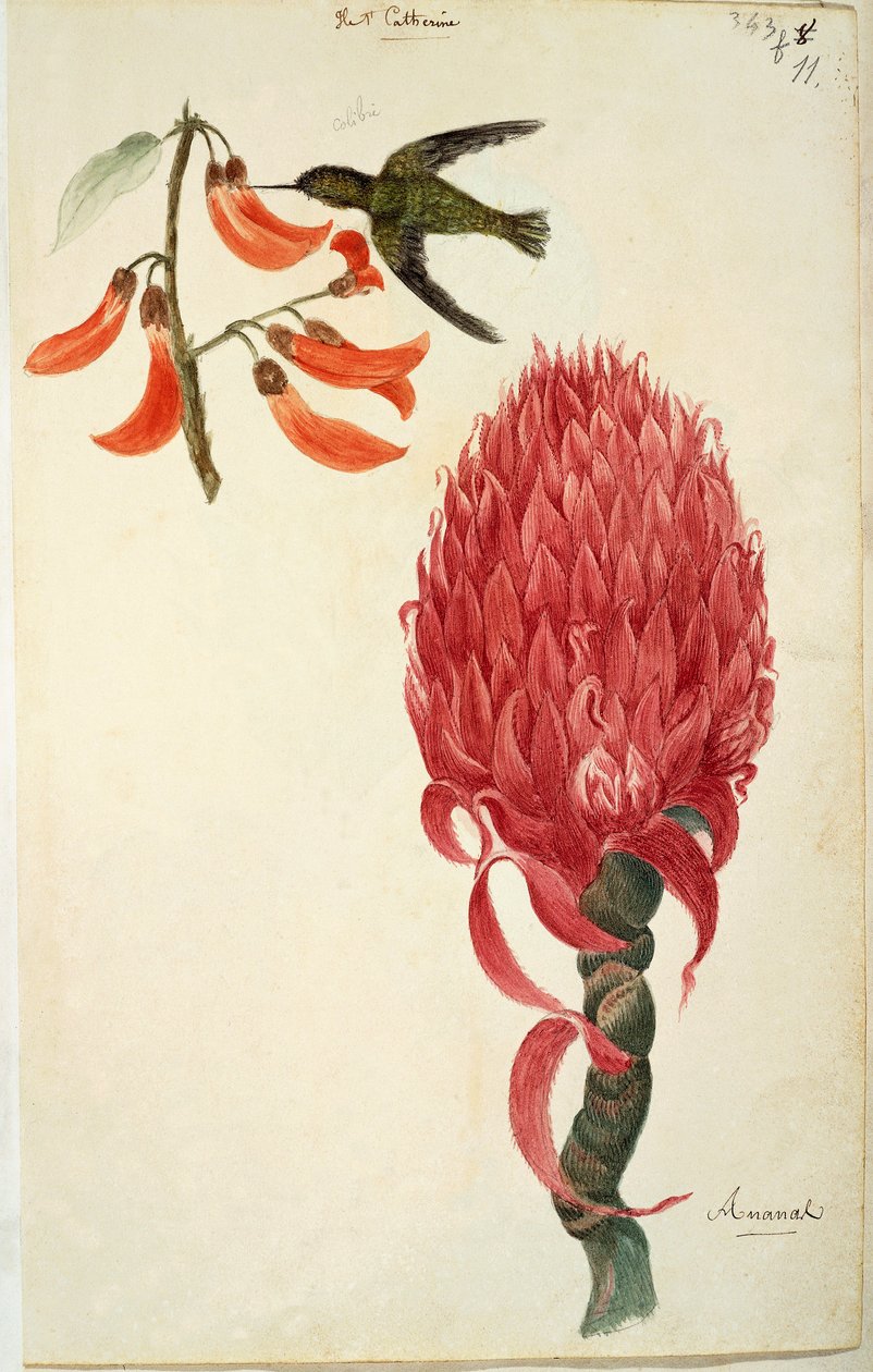 ハチドリ（Trochilidae）とパイナップル（Ananas comosus） by Lejeune 作： フランス語学校