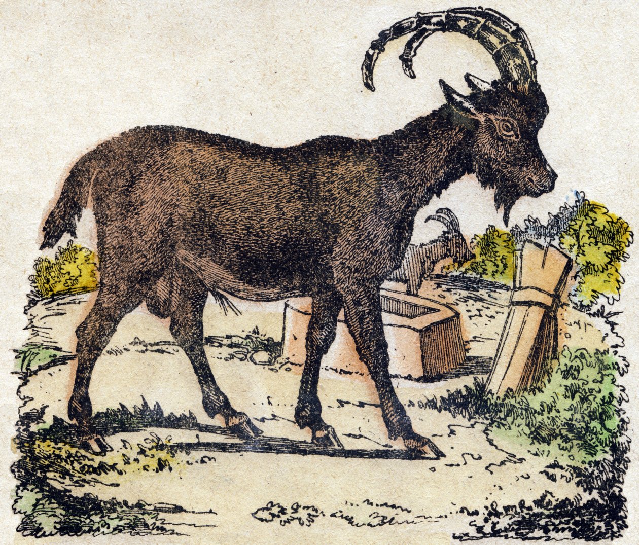 アイベックス。Alphabet des animaux sauvages "に掲載されている彫刻。9th Serie.エピナルのイメージ、ペラン、印刷・出版業者、1870年頃。木にステンシルで描かれた版画。16ページ。16ページ。厚さ20×15cm。個人蔵 作： フランス語学校