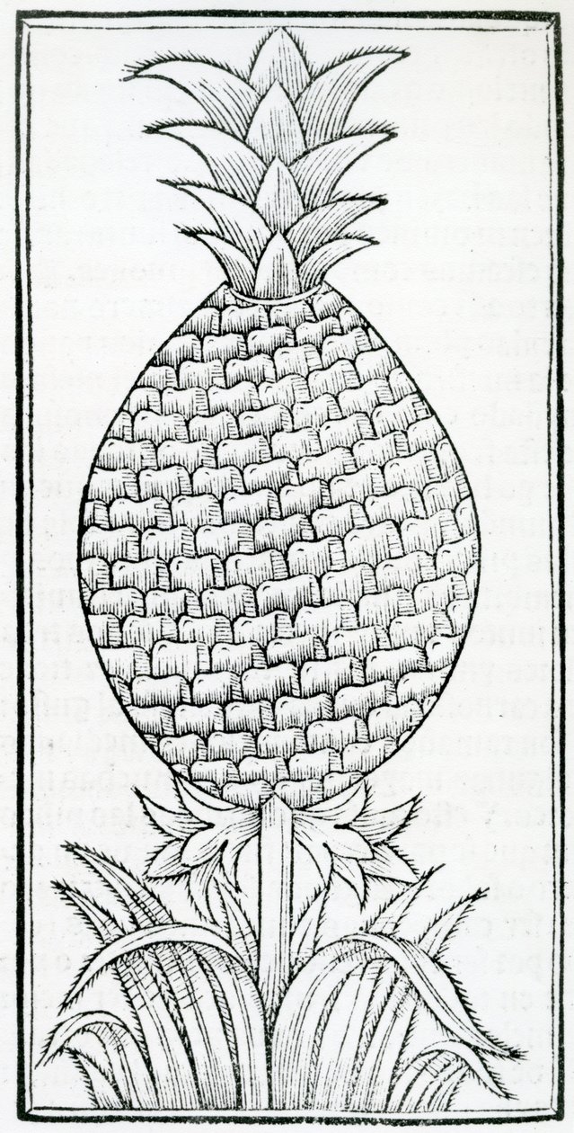 ゴンサロ・フェルナンデス・デ・オビエド（1478-1557）の「De la natural hystoria de las Indias」の挿絵。 作： フランス語学校
