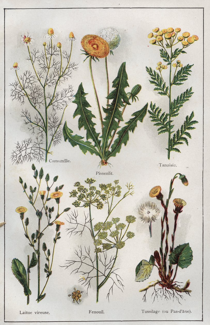 H.M.メニエ博士著 "Mon docteur - Traite de Medecine et d