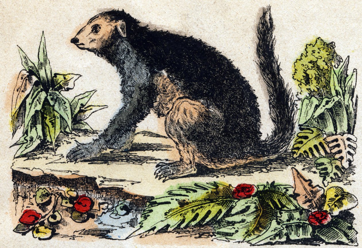 インドリ（レムリア人）。Alphabet des animaux sauvages "に掲載されている彫刻。9th Serie.エピナルのイメージ、ペラン、印刷出版社、1870年頃。木にステンシルで描かれた版画。16ページ。20×15cm。個人蔵 作： フランス語学校