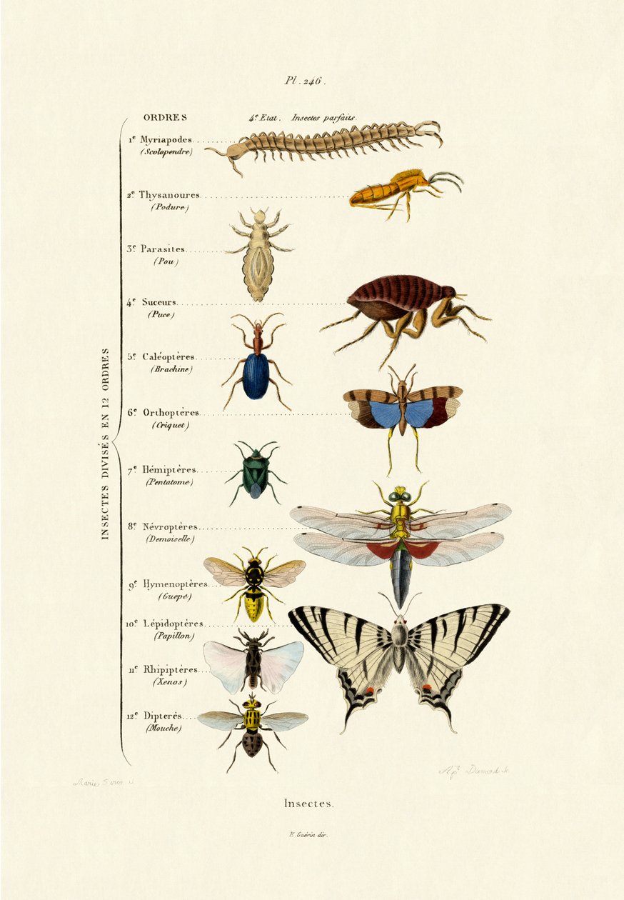 昆虫、1833-39 作： フランス語学校