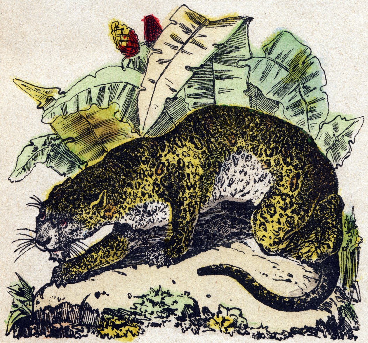 ジャガーAlphabet des animaux sauvages "に掲載されている彫刻。9th Serie.エピナルのイメージ、ペラン、印刷・出版業者、1870年頃。木にステンシルで描かれた版画。16ページ。16ページ。厚さ20×15cm。個人蔵 作： フランス語学校