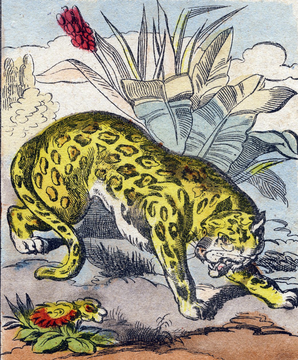 ジャガーBuffon Alphabet des Animaux "に掲載されたエングレーヴィング。3rd Series N 1. Imaging of Epinal, Epinal, late 19th century.16ページ。ディム：28x21cm 作： フランス語学校