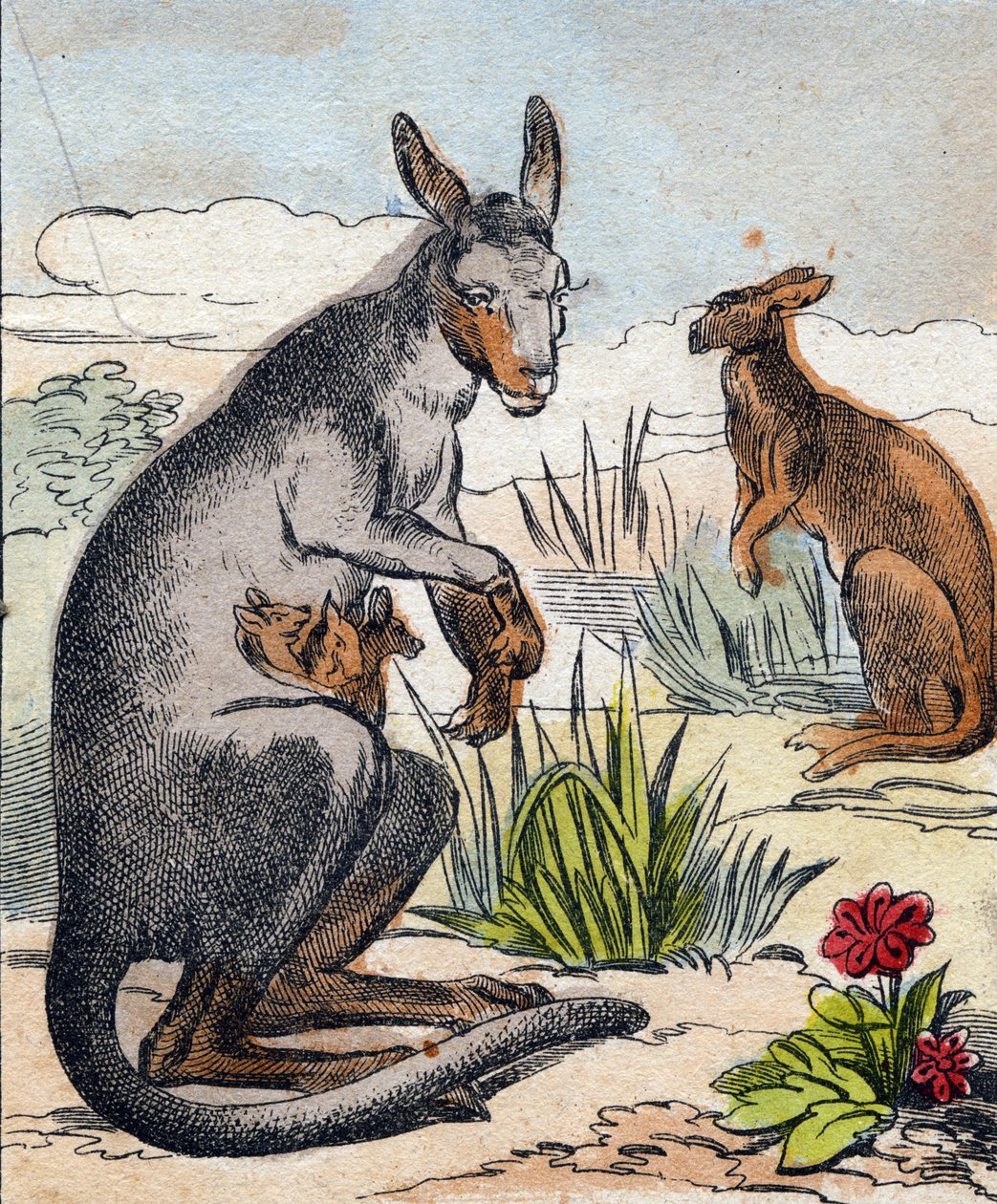 カンガルー。Buffon Alphabet des Animaux "に掲載されているエングレーヴィング。3rd Series N 1. Imaging of Epinal, Epinal, late 19th century.16ページ。ディム：28x21cm 作： フランス語学校