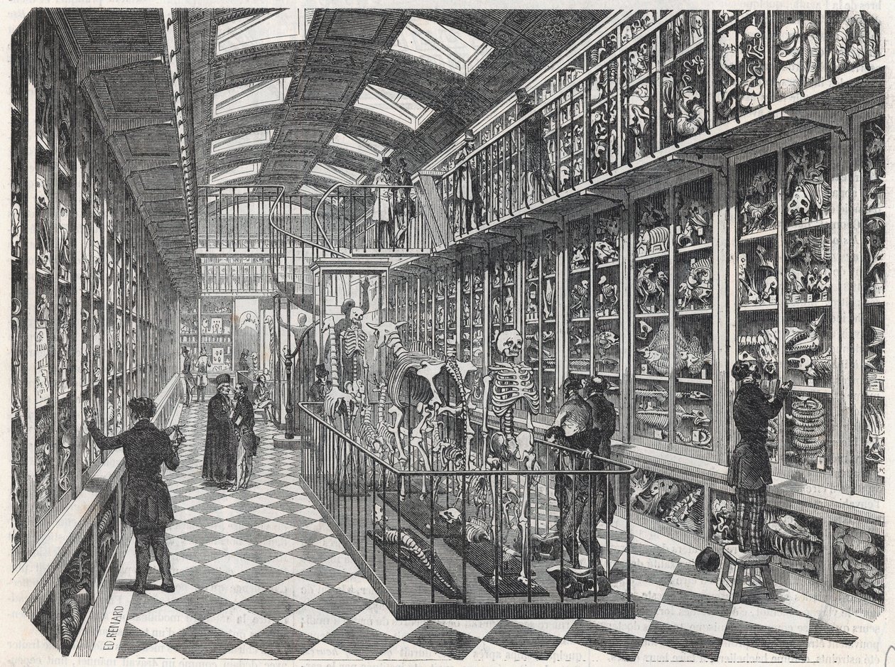 パリ医科大学 - 比較解剖学のギャラリー - Edmond Texier 1852年の "Tableau-de-Paris "に掲載されたエングレービング。 作： フランス語学校