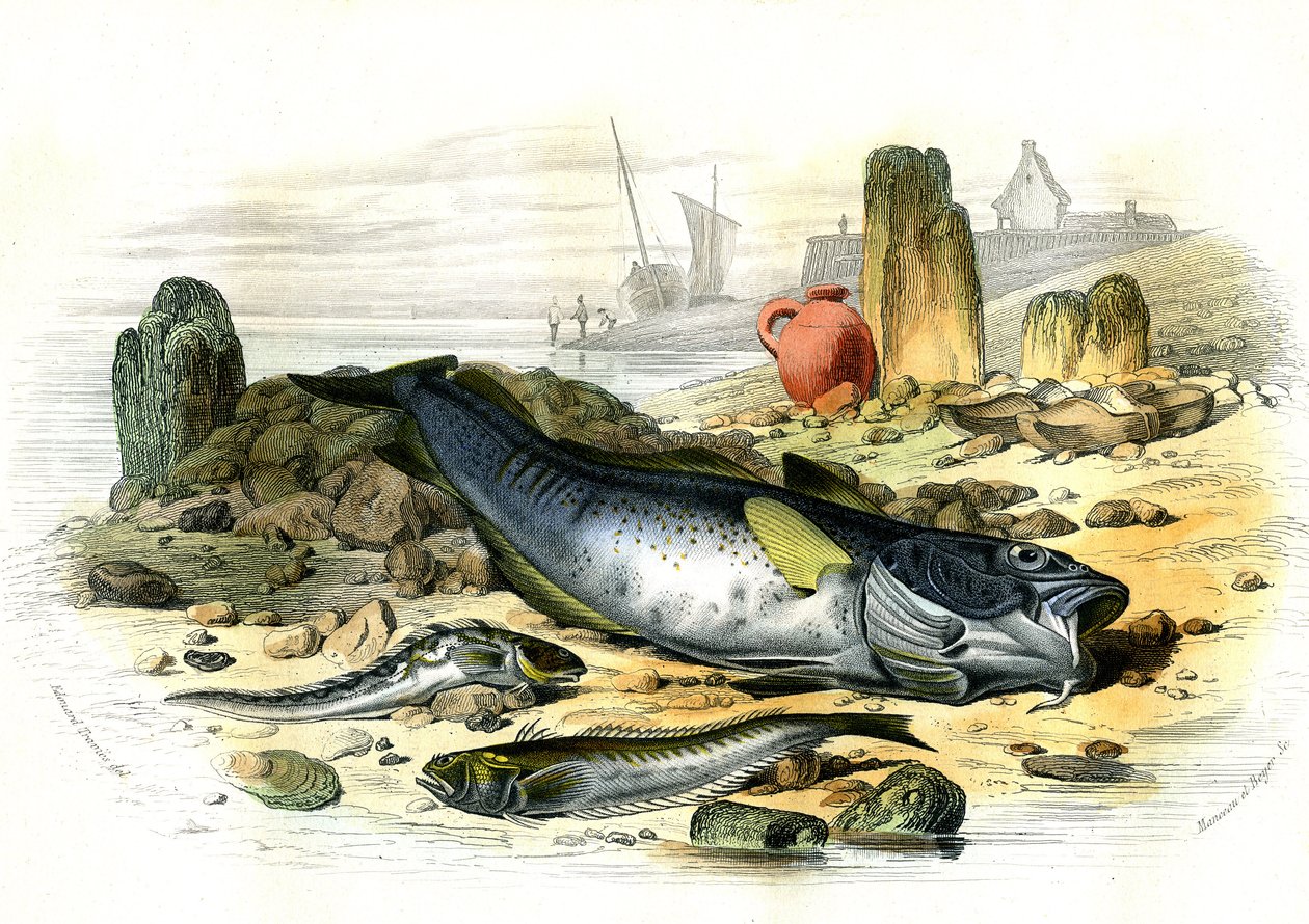Blennie Ovipare (Blennius viviparus)、下はトラキンチャクダイとガラタラ - ベルナール・ジェルマン・ド・レスペード(1856-1925)著「Histoire Naturelle」P.Furme版、パリより抜粋。 作： フランス語学校
