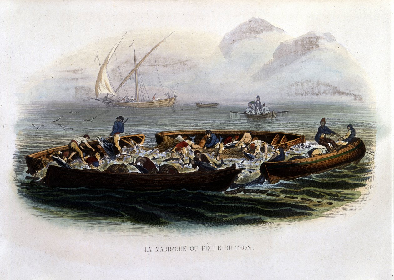 La madrague or Pêche tuna - "Histoire naturelle de Lacepède "にて。 作： フランス語学校