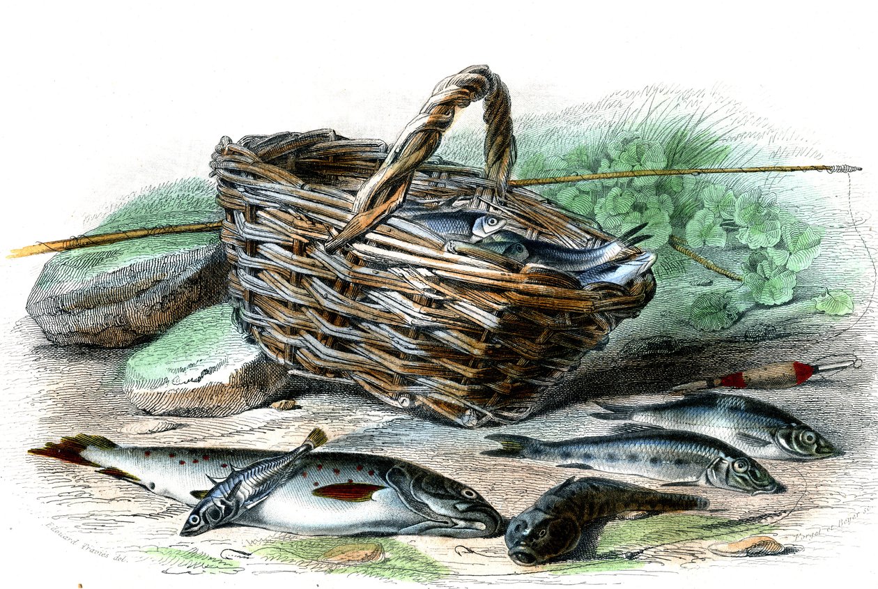 マス（Salmo Trutta）、コブマス（Collus Chabraea）、ヒメマス（Gasterosteus aculeatus）、ハゼ（Gobio Gobio）、イワナ（Alburnus Alburnus） - Bernard Germain de Lacepede (1856-1925)著『Natural History』（P.Furme版、パリ）より。 作： フランス語学校