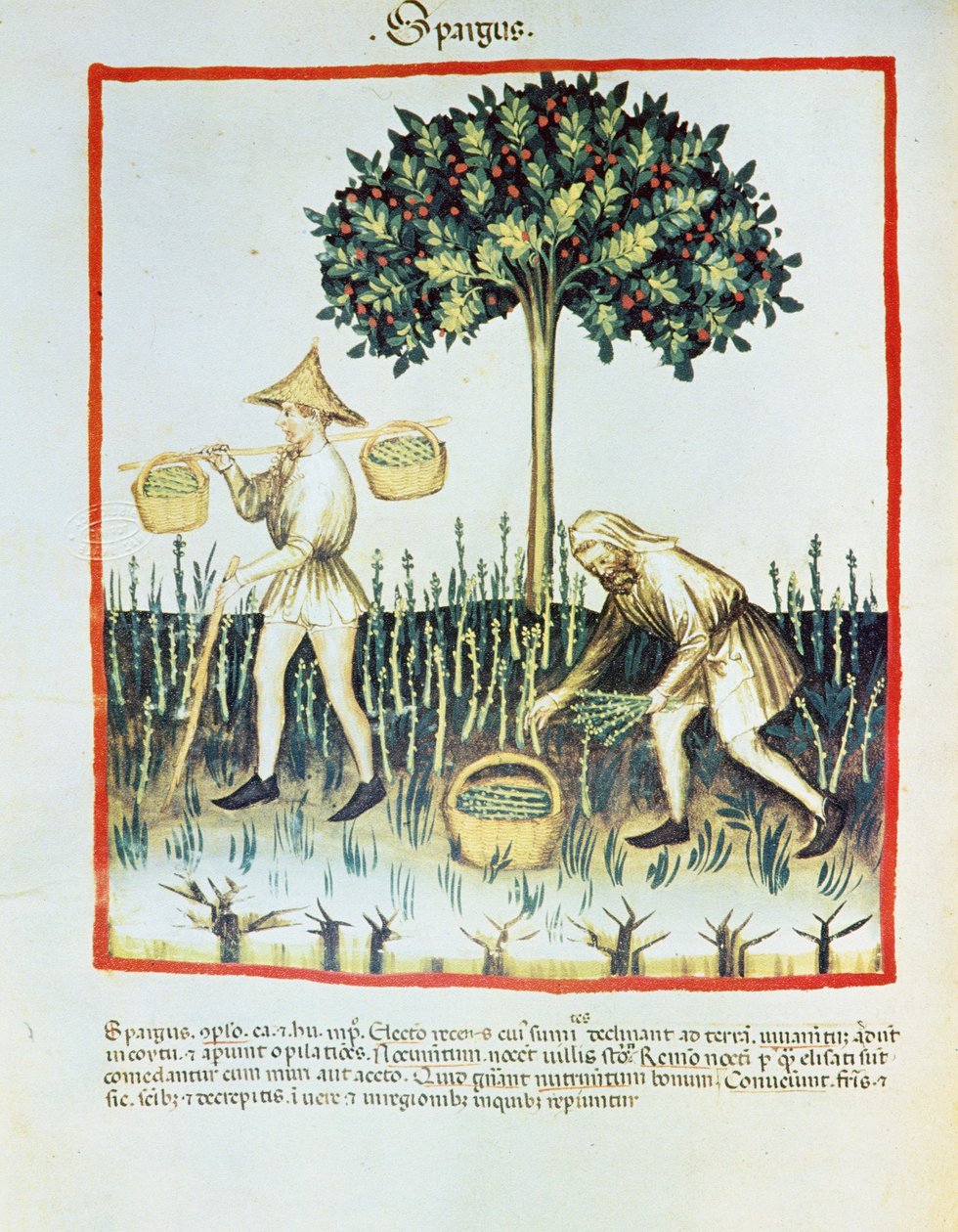 Lat. 9333 フォリオ23v 「Spargus」（アスパラガス摘み）（イブン・ブトラーン作『Tacuinum sanitatis』より）（ヴェラム 作： フランス語学校