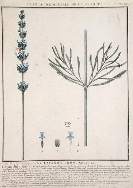 ラベンダーの花びら、「Plante Medicinale de la France」のプレート（彩色彫刻）。 作： フランス語学校