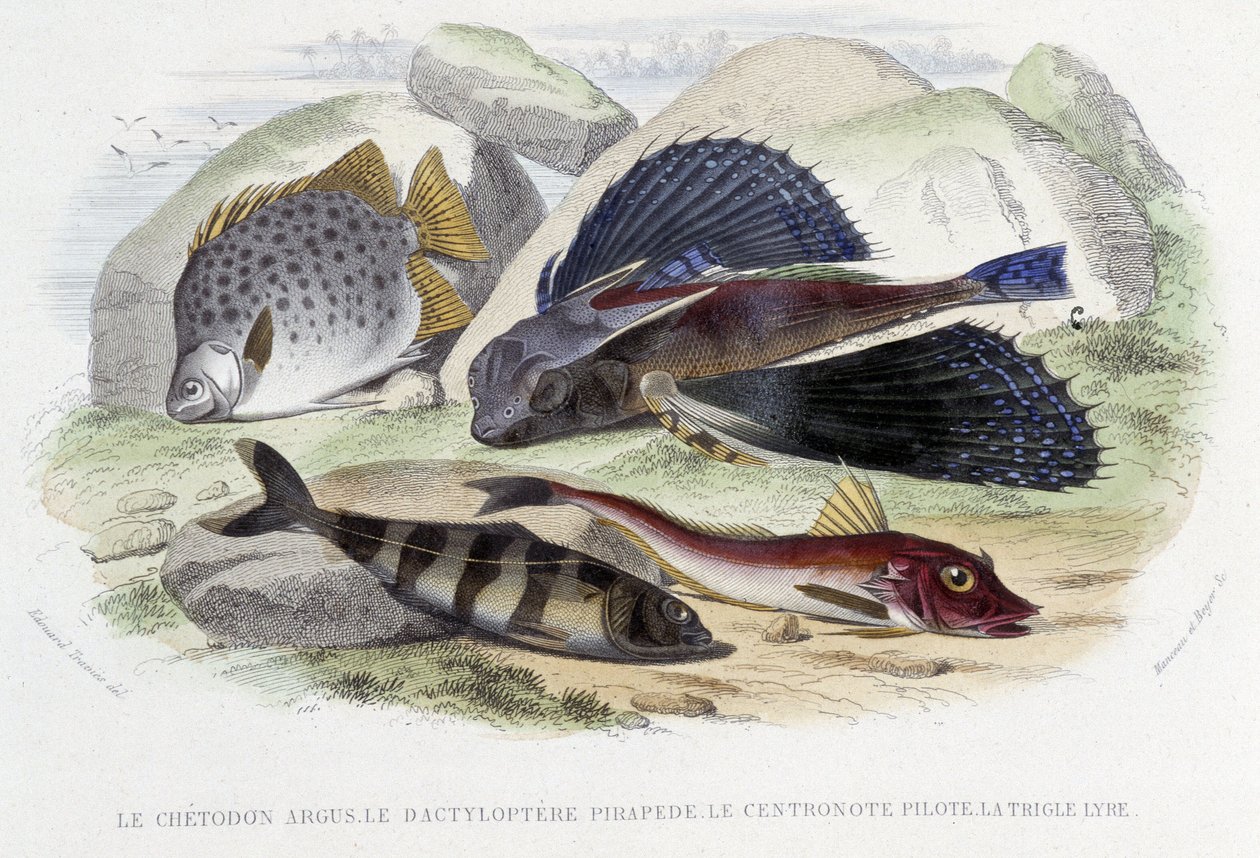Le chétodon argus, le tyloptera pirapéde, la centronote pilote, la trigle lyre - Lacépède, ed. Furne, Parisの「Histoire Naturelle」の中で。 作： フランス語学校