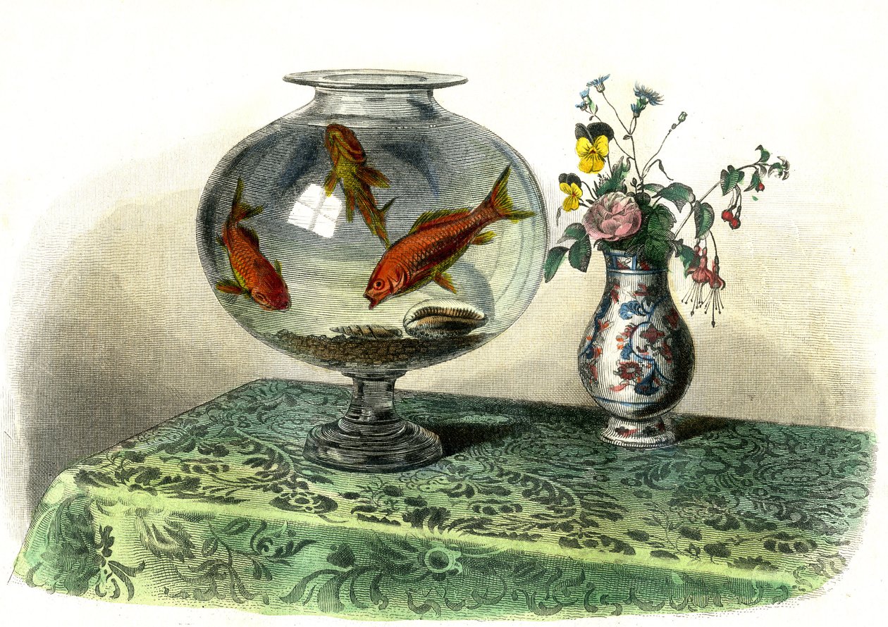 コイ（Cyprinus Auratus） - ベルナール・ジェルマン・ド・レスペード（1856-1925）著『自然史』より抜粋、P.Furme版、パリ。 作： フランス語学校