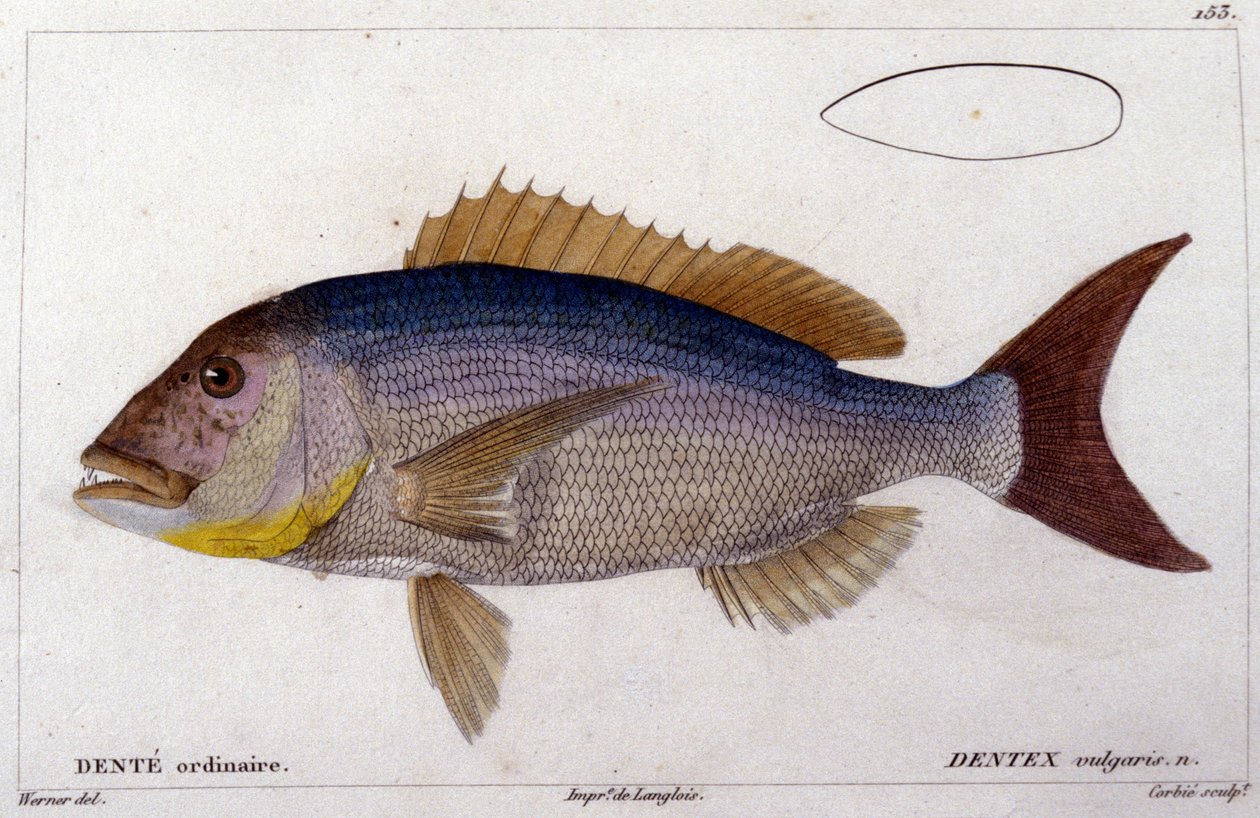 Cuvier著 "Histoire naturelle des poissons "より Dentex, Valenciennes, Paris 作： フランス語学校