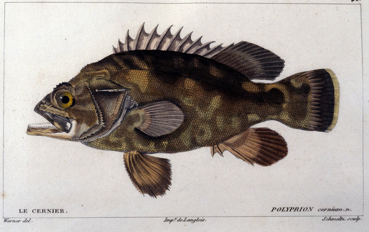キュビエの "Histoire naturelle des poissons "からのグループ、ヴァランシエンヌ、パリ 作： フランス語学校