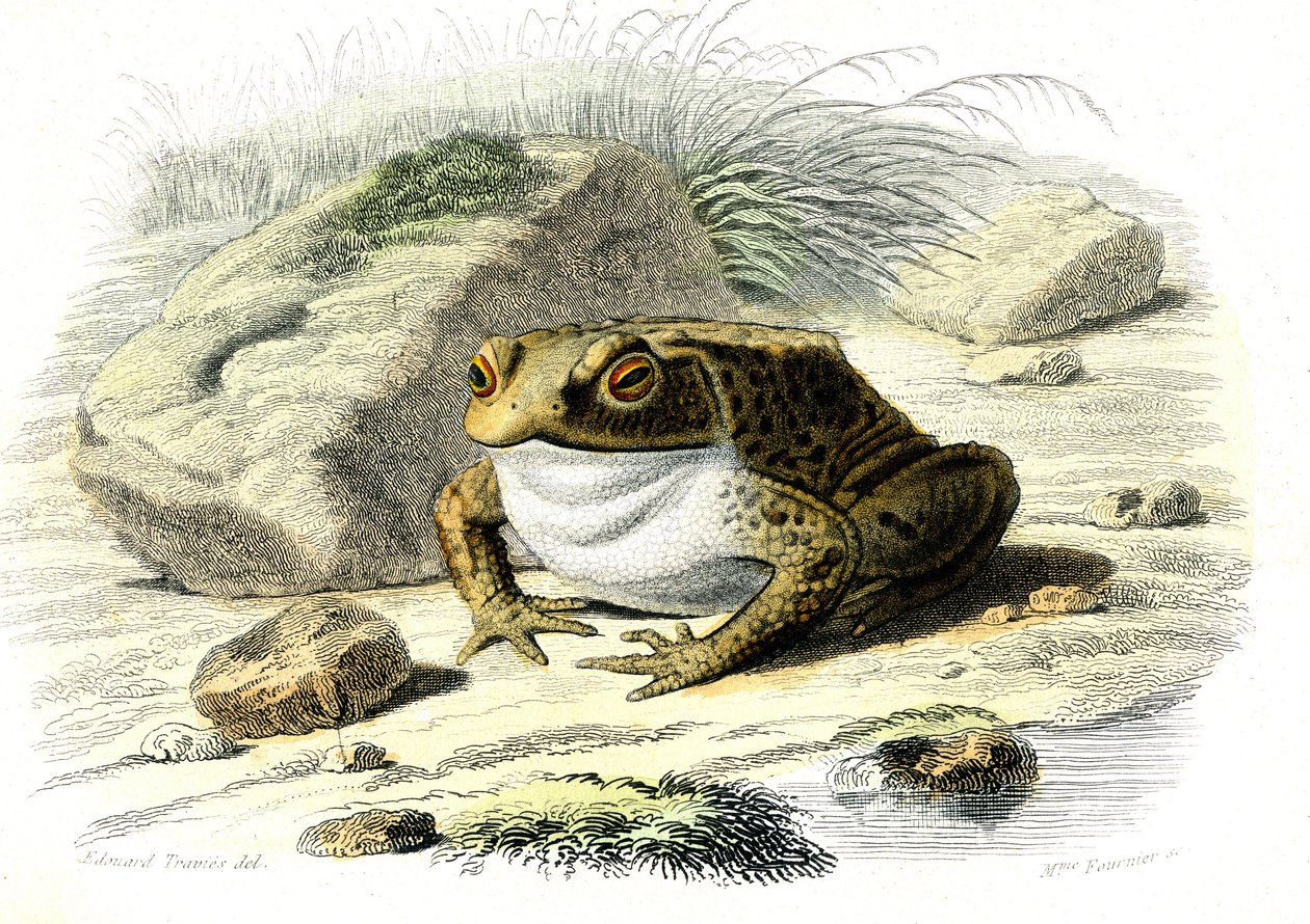 ヒキガエル（Bufo vulgaris） - ベルナール・ジェルマン・ド・ランスペード（1856-1925）著『博物誌』より、P.Furme版、パリ 作： フランス語学校