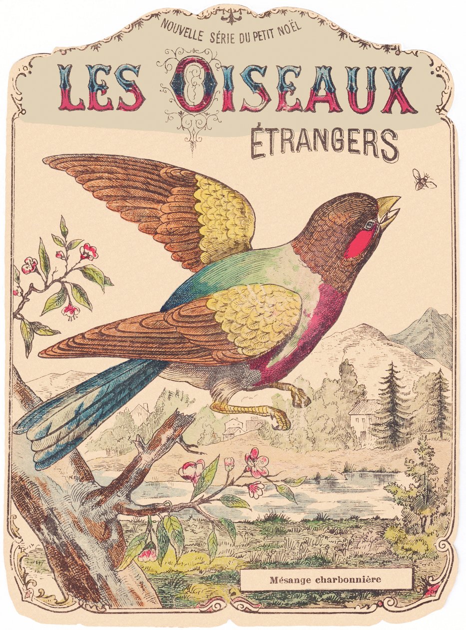Les Oiseaux Étrangers：アルバムジャケット。シャルボニエール・メサンジュ、19世紀後半（版画） 作： フランス語学校
