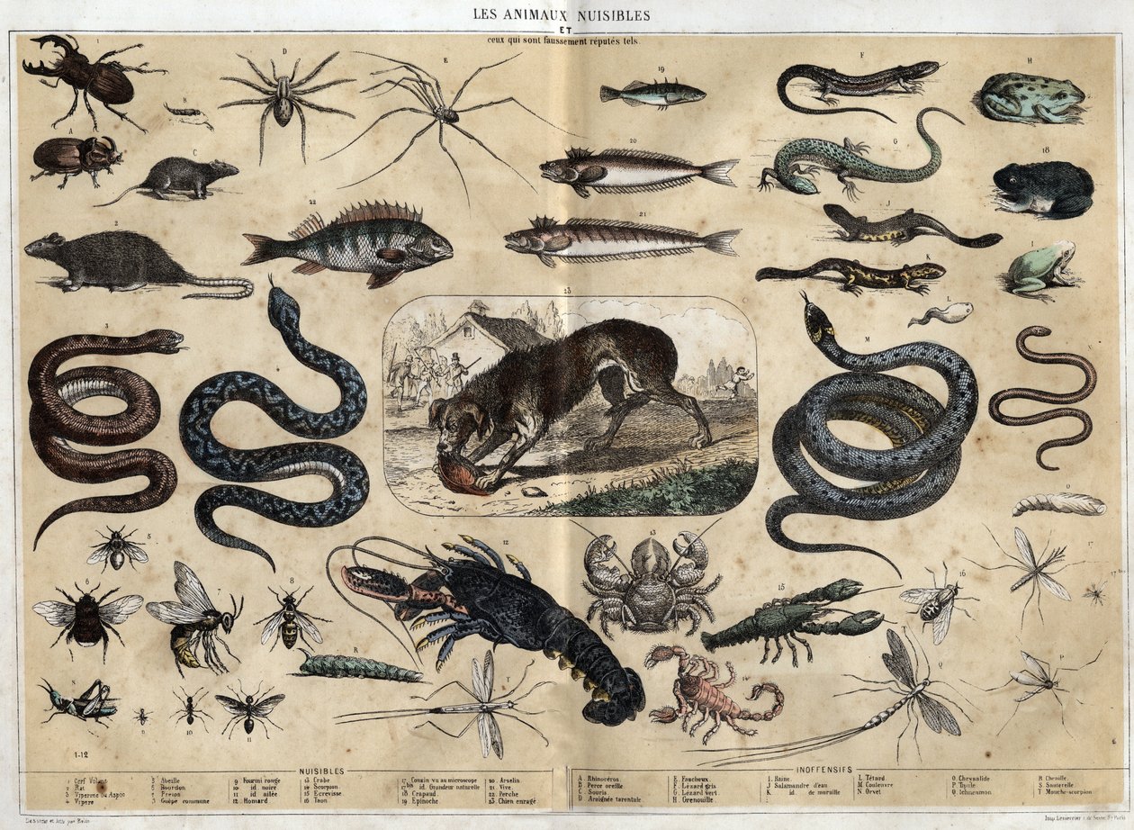 Les animaux nuisibles. ジュール・デルブリュックによる共観的な絵画、1860年の "les Recreations instructives "のエングレーヴィング。個人蔵。 作： フランス語学校