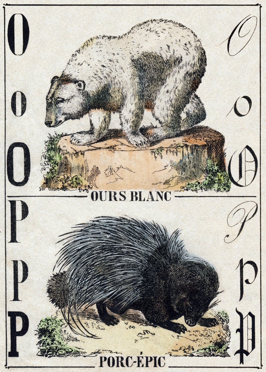 文字 O 熊、P 豚の叙事詩。Alphabet des animaux sauvages "に掲載されている版画です。9th Serie.エピナルのイメージ、ペラン、印刷・出版業者、1870年頃。木にステンシルで描かれた版画。16ページ。16ページ。厚さ20×15cm。個人蔵 作： フランス語学校