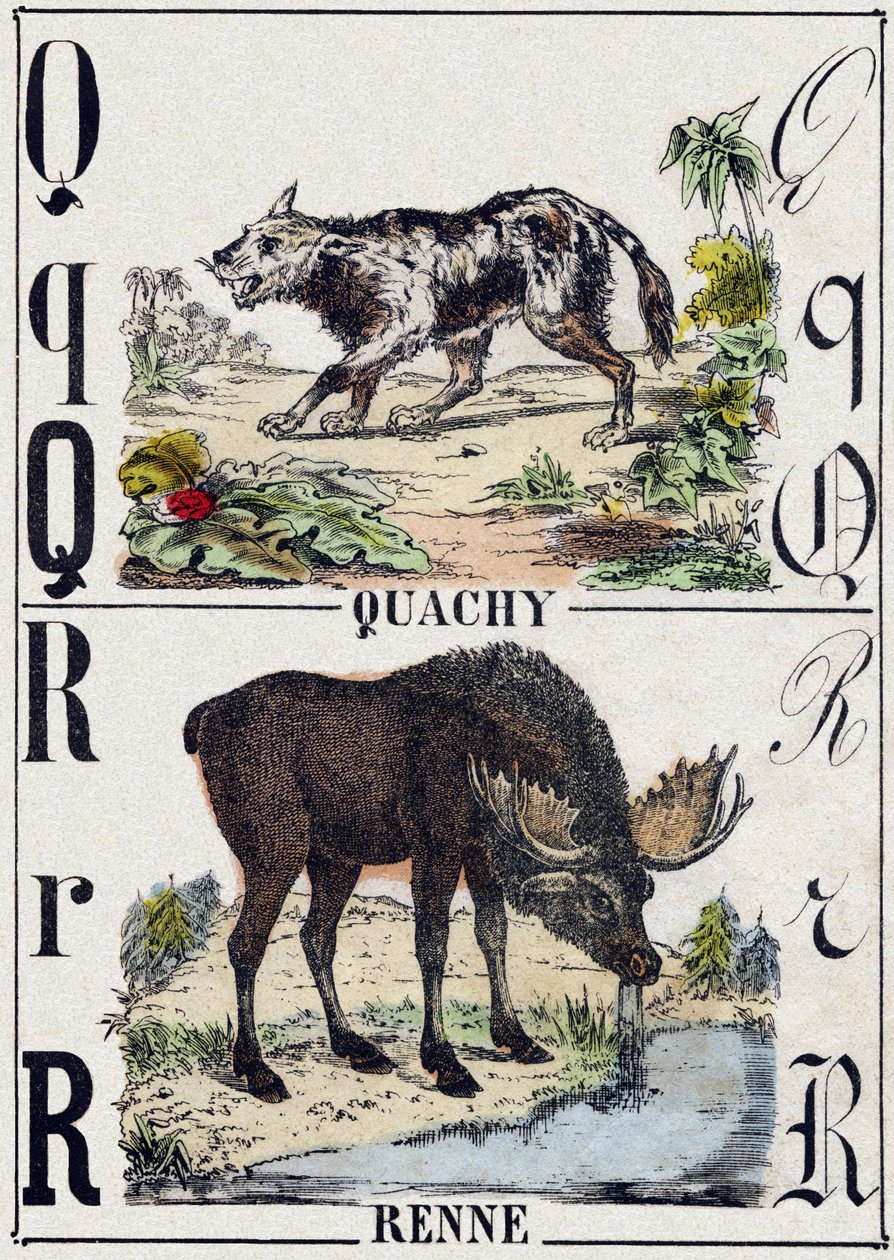 文字 Q クワッチ（南米のライオン犬）、R トナカイ。Alphabet des animaux sauvages "に掲載された版画。第9部。エピナルのイメージ、ペラン、印刷出版社、1870年頃。木にステンシルで描かれた版画。16ページ。16ページ。厚さ20×15cm。個人蔵 作： フランス語学校