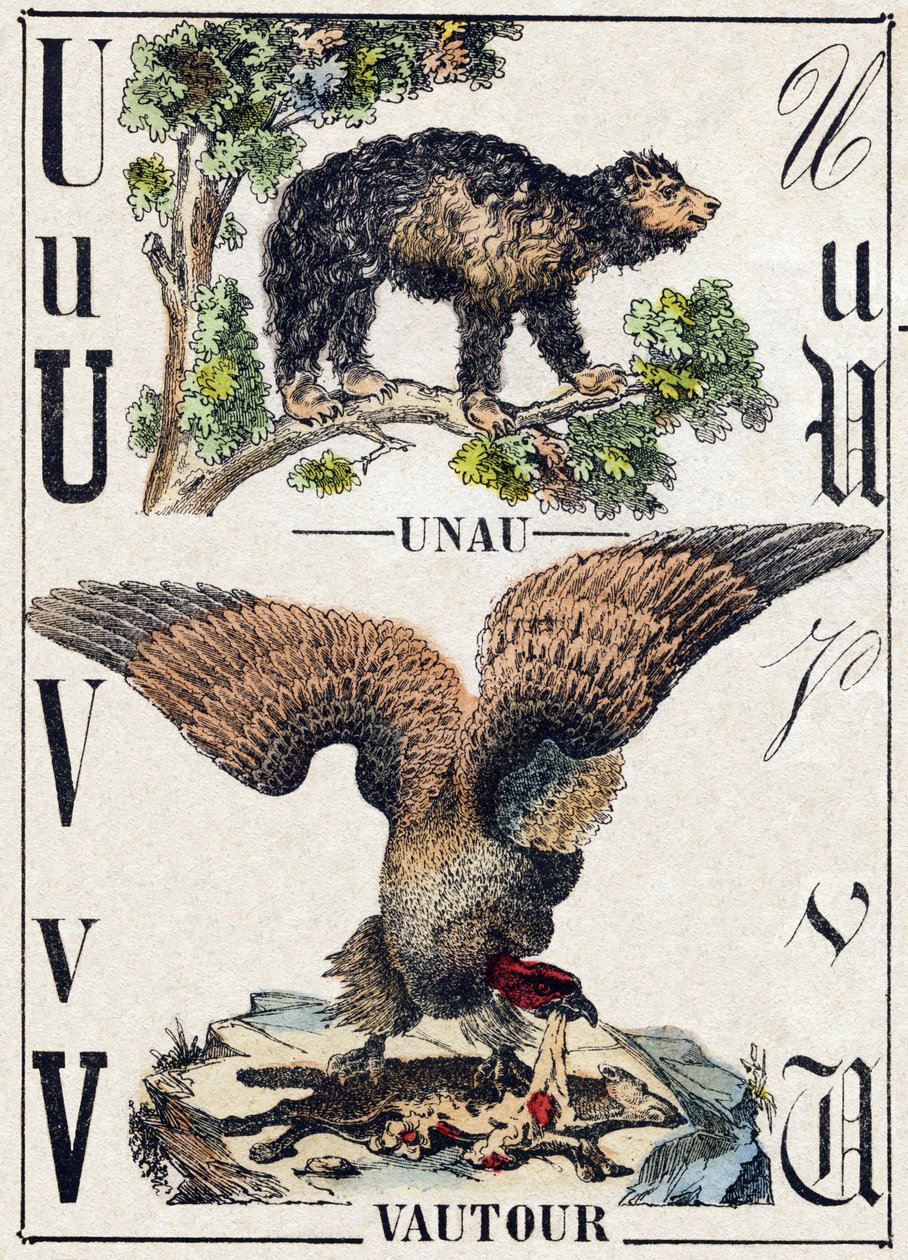文字 U ウナウ（怠け者）、V ハゲタカ。Alphabet des animaux sauvages "の刻印。9番目のシリーズ。エピナルのイメージ、ペラン、印刷・出版業者、1870年頃。木にステンシルで描かれた版画。16ページ。20×15cm。個人蔵 作： フランス語学校