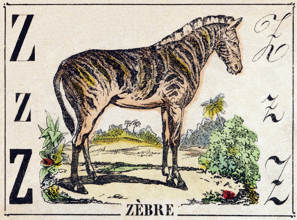 文字Z Zebre。Alphabet des animaux sauvages "に掲載されている版画。第9部。エピナルのイメージ、ペラン、印刷・出版業者、1870年頃。木にステンシルで描かれた版画。16ページ。20×15cm。個人蔵 作： フランス語学校
