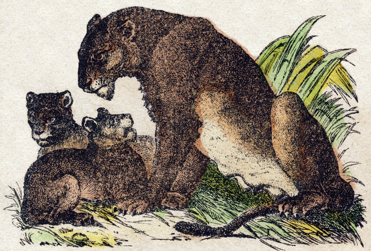 ライオネス。Alphabet des animaux sauvages "に掲載されている版画です。9th Serie.エピナルのイメージ、ペラン、印刷・出版業者、1870年頃。木にステンシルで描かれた版画。16ページ。16ページ。厚さ20×15cm。個人蔵 作： フランス語学校