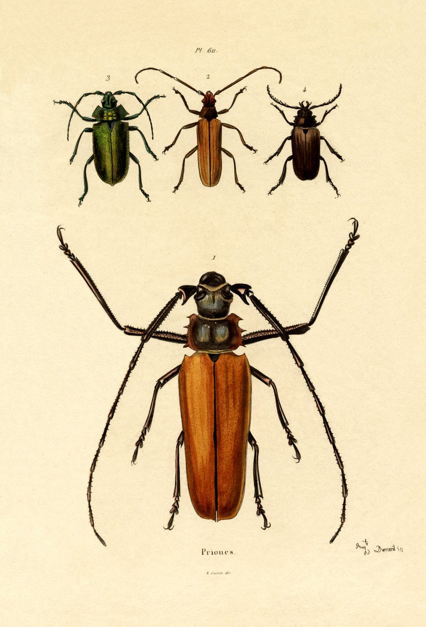 長い角のカブトムシ、1833-39 作： フランス語学校