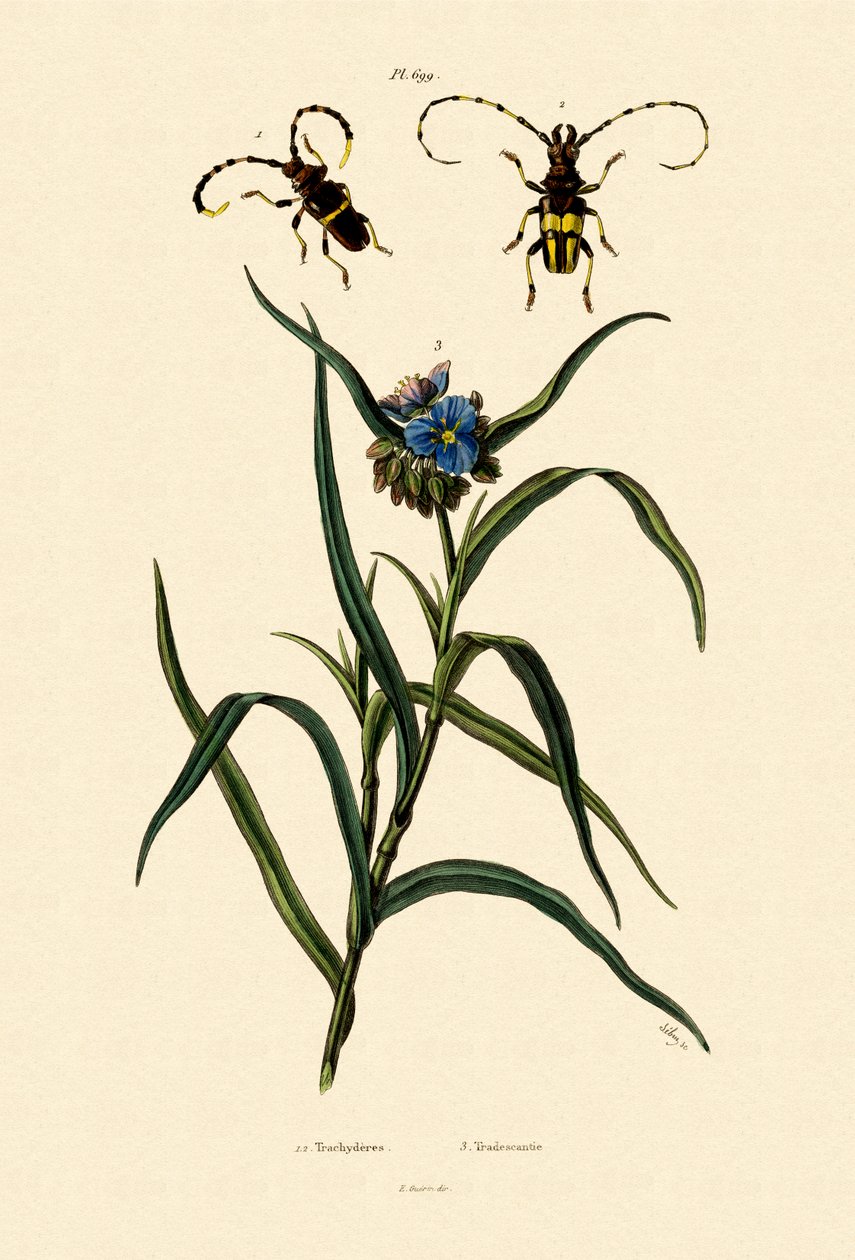 Longhorn Beetles、1833-39 作： フランス語学校