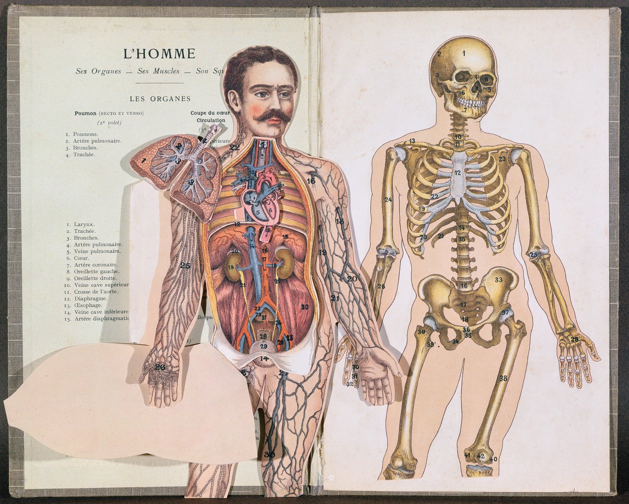 Lelievre博士によるAnatomie Elementaireの人、彼の臓器、彼の筋肉と彼の骨格 作： フランス語学校