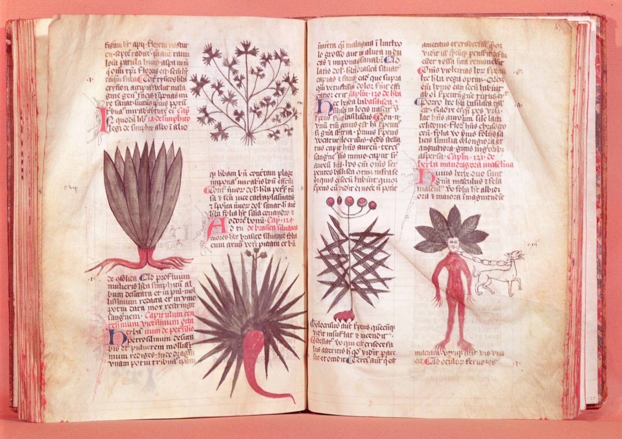 Mandrake、Dioscoridesによる条約（AD 40-c.90） 作： フランス語学校