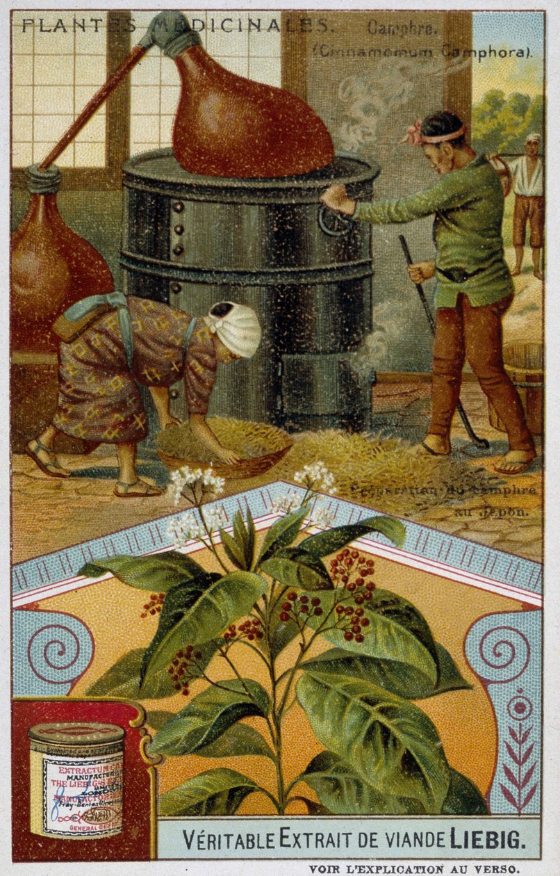 薬用植物：樟脳、日本での樟脳の調合 - Chromo Liébig, v.1900 作： フランス語学校