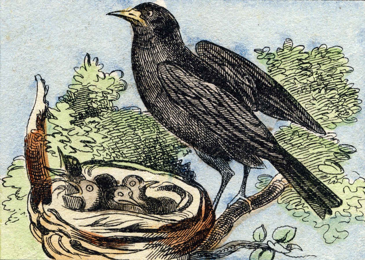 メルルBuffon Alphabet des Oiseaux n 2 "に掲載されている版画です。3rd Serie N 2.エピナルの画像化、エピナル、19世紀後半。16ページ。ディム：28x21cm 作： フランス語学校