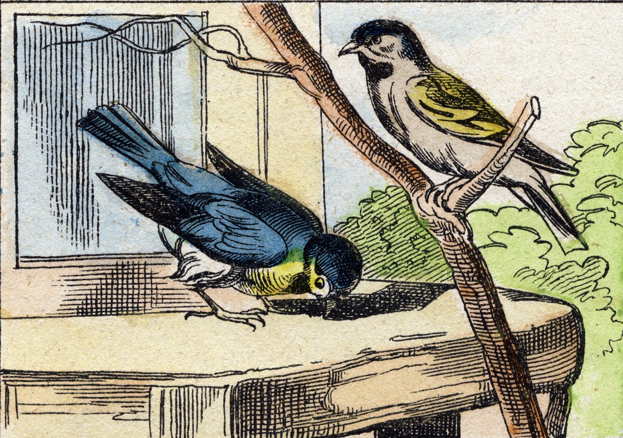 メサンジュ。Buffon Alphabet des Oiseaux n 1 "のエングレーヴィング。3rd Serie N 1. Imaging of Epinal, Epinal, late 19th century.16ページ。ディム：28x21cm 作： フランス語学校